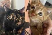 【海外】タイヤショップでの猫探しが再燃！子猫2匹を連れて現れたその理由とは？