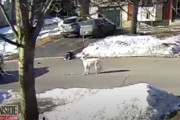 突然発作を起こし倒れた飼い主さんを救うためにワンちゃんが取った行動とは？