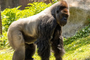 【ゴリラなんて素手で余裕さ】アメリカ人のタイマンのレベルがヤバイ