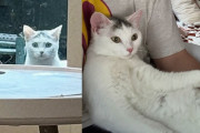【海外】「猫が裏庭に迷い込み、バックドアを覗き込む—その目的とは？」