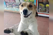 【海外】「毎日お菓子屋さんに通う犬、その友達と特別な瞬間をシェア！」