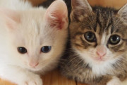 海外「日本にドイツ育ちの猫が来たら、地元の猫と仲良くできる？」”ネコミュニケーション”について議論する外国人たち