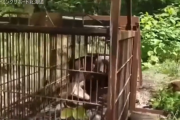 韓国人「日本で捕獲されたヒグマを見てみよう」「怖いな……ﾌﾞﾙﾌﾞﾙ」