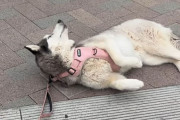 駄々っ子ハスキー、お気に入りのペットショップから帰りたくなくて、飼い主を完全無視