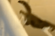 猫は自宅の2階から飛び降りても全然平気です