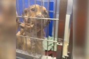 【海外】「安楽死の危機！助けを求める子犬がケンネルのバーにしがみつく理由とは？」
