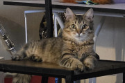 【海外】450ドルの獣医費用をかけた女性、実は「病気だと思っていた猫」の真の理由を発見！