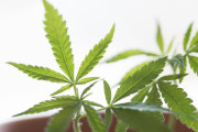 海外「日本は大麻について話すだけで逮捕される国なのか？」SNSに大麻に関する書き込みをして男女二人が逮捕 外国人の中でも話題に