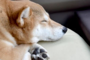 韓国人「犬肉を食べにきた、どうだうまそうだろ？」