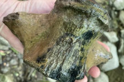 【海外】ミシシッピ州で発見された30フィートの巨大「海の怪物」！ 古代モササウルスの驚くべき証拠とは？