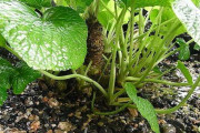 海外の園芸家「育てているワサビに水をあげてみた」日本原産の野菜・ワサビの栽培に対する海外の反応