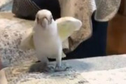 海外「これはとても可愛らしいなw」あまりに楽しげなダンスを踊る日本のモフモフ動物が可愛くて癒されると話題に