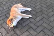 絶対に帰りたくない柴犬 vs 絶対に帰りたい飼い主（海外の反応）