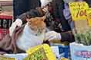 海外「まさに招き猫だ！」 日本の八百屋にいる「看板猫」が可愛すぎると話題