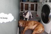 犬1「起きろ！起きろってば！」犬2（起きませーんZzz…）遊びたい犬と眠たい犬の温度差が切ない