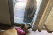お昼寝から目覚めたら目の前に熊が…！少し考えてから慌てて飛び起きるワンちゃんが面白い