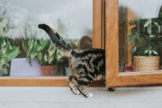 【海外】猫にユーカリは危険？その理由と対策を解説！