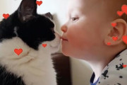 猫が大好きでたまらない赤ちゃんが、毎日キスで愛情表現をする可愛すぎる映像