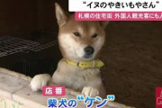 海外でも人気の「札幌の犬の焼き芋屋さん」で店番をする柴犬が6歳で死去（海外の反応）