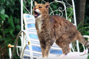 どうしてねこは「ニャー」って鳴くの？ [BBC News]  海外の反応