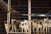【海外の反応】韓国の犬農家が犬肉禁止案に抗議　海外の反応「食用と非食用を区別する一般的なルールは何なのか、他の人が何を食べているか気にしない」