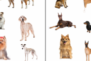 外国人「お前らイギリス犬とドイツ犬ならどっちが好き？」