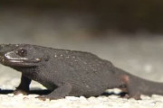 【韓国の反応】日本から出国しようとしていた韓国人のカバンに「ぴくぴく」…絶滅危惧種6匹。韓国の反応「シャインマスカットも盗んだもの。/日本は韓国のトラを滅ぼした。」