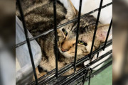 【海外】500日間もシェルターにいる特別な猫の物語—彼が愛されない理由とは？