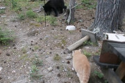 おデブニャンコに狙われている子熊→油断して背中を見せている間に近づかれて…！！