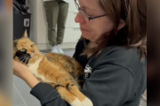 【海外】8年の時を経て再会！涙の女性と行方不明だった猫の感動ストーリー