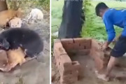 雨風にさらされる野良犬親子を助けたい。ボランティアの方々が協力し合いお家づくり！