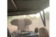 怒ったゾウ！観光客を乗せたサファリパーク中のバスがゾウに襲撃される恐怖映像