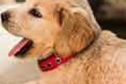 海外「日本から取り寄せた高級家具を子犬にかまれた！」→「残念だが子犬を責められないね」