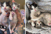 【海外】運命の出会い！ミニミニ保護猫たちが絶妙なタイミングで助け合う瞬間