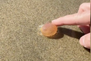 【海外】海に打ち上げられた「ブドウっぽいモノ」…実は世界一成長が早い動物だった！