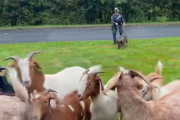 さすがジャーマンシェパードさんやで。警察犬が道路をふさいでいたヤギを追い元の場所に戻すお仕事