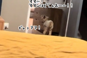 ママンがいない！ペットのヤギがギャン鳴きしながら飼い主を探し回る