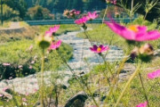 海外「うわー爽やかそうで素敵！のんびりしたいなぁ…」長野県の風景（海外の反応）