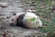 朝が苦手な眠すぎ赤ちゃんパンダがとっても可愛い