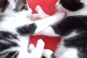 子猫という存在感の重さ。じゃれあって前足が口に入っただけでネットが激震