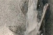 どう見ても死んでいる干乾びた魚に水を与えた結果・・・　海外の反応