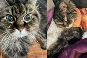 【海外】「シェルターの『おばあちゃん猫』が探していた幸せとは？みんなが動き出した理由」