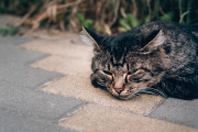 隣人が飼い猫を外に放置。交通事故にあった猫を助けるも「猫泥棒」と非難された男性
