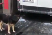 賢い犬。無料のマッサージサービスが受けられることを知り洗車機の前で待機。慣れた様子でブラシに突入!
