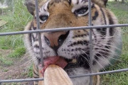 「「獰猛な」」ネコ科動物たちの食事シーン。カワイ過ぎ。たまにちょっぴりコワい。（750万回再生）海外の反応