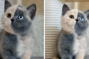 外国人「うちの動物がレアすぎる模様なので見せていく！！」