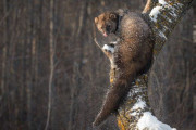 【海外】みんなが勘違いしている10匹の動物の真実とは？あなたの常識が覆る！