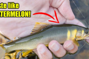 海外「スイカの味の魚！？」海外グルメユーチューバー、岐阜の川魚料理に感激！