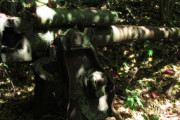 第二次世界大戦の戦闘があった手つかずの島…戦車と行方不明の兵士を探す「双方に敬意を表して」「歴史は決して忘れてはならないが、見つけなければならない」海外の反応