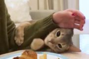 ちょっと触らせてくれません？どうしてもパンを触ってみたい猫。海外の反応